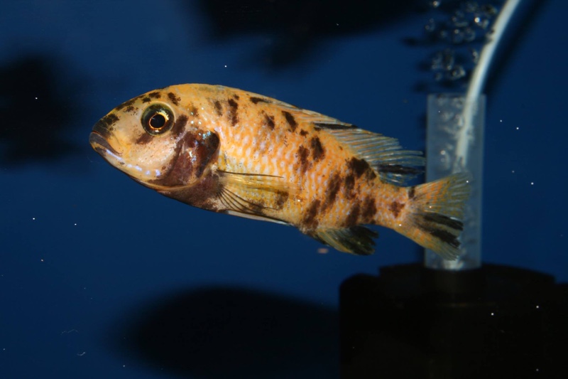 Maylandia zebra 'Jalo Reef'